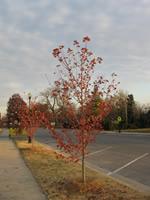 Tree with red leaves on the grass in front of a parking lot